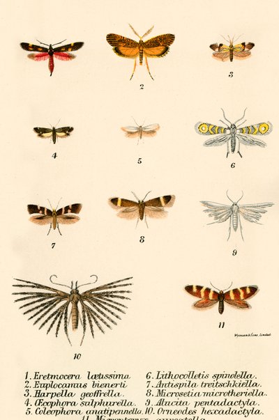 Butterflies by English School